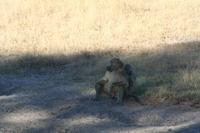 Pavian - ganz entspannt;-)