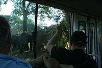 Die Dickhäuter laufen sogar über die Straße