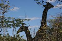 Ach, das sind Giraffen