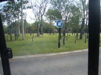 Zebras im Kreisverkehr