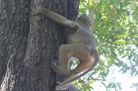 Auf die Bäume, ihr Affen....