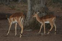 Tierbeoachtung im Morgengrauen