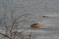 Hippo .... ins Wasser