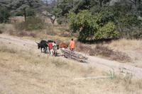 Afrikanische Schlittenfahrt