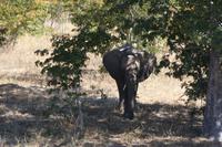 Auf dem Weg nach Kasane