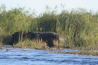 am Flusspferd vorbei