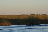 Ein Hippo taucht plötzlich auf!