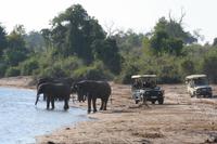 Ganz nah zu den Elefanten