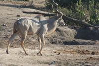 Kudu