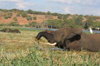 Elefant mit Kuhreiher