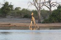 Giraffe in Vorbereitung zum Trinken