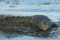 Angriffslustiges Krokodil