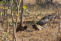 Weißrücken- und Kappengeier beim Frass