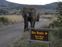 Elefant auf Busroute?