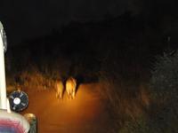 und jetzt noch Löwen!