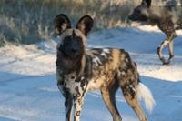 Begrüßung durch Wildhunde