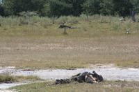 Schakal unterm Sonnendach