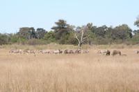 Zebras und Gnus friedlich vereint