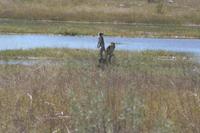 Affen (grüne Meerkatzen/Velvet Monkeys)