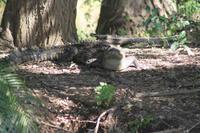 Krokodil beim Sonnenbaden