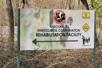 Simbabwe -  Painted Dog Conservation - Besuch im Zentrum zum Schutz der Wildhunde