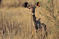 Morgendliche Pirschfahrt im Hwange NP - Miss Kudu