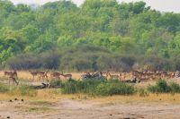 Morgendliche Pirschfahrt im Hwange NP - Simbabwe