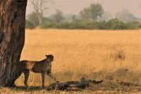 Morgendliche Pirschfahrt im Hwange NP - Gepard