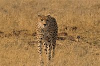 Morgendliche Pirschfahrt im Hwange NP - Gepard