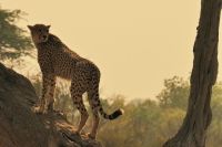 Morgendliche Pirschfahrt im Hwange NP - Foto Shooting Gepard