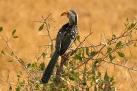 Morgendliche Pirschfahrt im Hwange NP - Gelbschnabel Toko