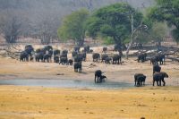 Hwange Safari Lodge - Stell-Dich-Ein mit Elefanten am Wasserloch