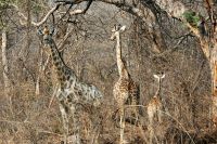 Pirschfahrt am Nachmittag im Hwange NP - Giraffen