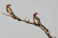 Pirschfahrt am Nachmittag im Hwange NP - Toko Zwillinge