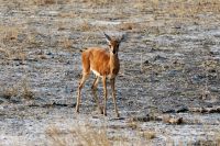 Pirschfahrt am Nachmittag im Hwange NP - Steinböckchen