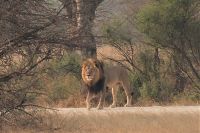 Pirschfahrt am Nachmittag im Hwange NP - Pascha Löwe