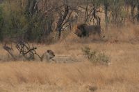 Pirschfahrt am Nachmittag im Hwange NP - Löwenrudel