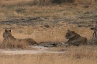 Pirschfahrt am Nachmittag im Hwange NP - Löwenrudel