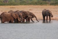 Pirschfahrt am Nachmittag im Hwange NP - noch mehr Elefanten
