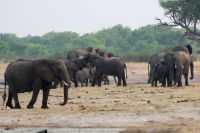 Pirschfahrt am Nachmittag im Hwange NP - Elefantenparade