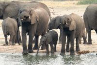 Pirschfahrt am Nachmittag im Hwange NP - Elefantenparade