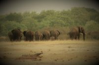 Pirschfahrt am Nachmittag im Hwange NP - ein Kommen und Gehen am Wasserloch