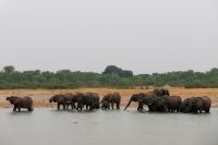 Pirschfahrt am Nachmittag im Hwange NP - Elefantenparade