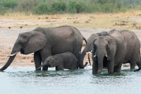 Pirschfahrt am Nachmittag im Hwange NP - Elefantenparade