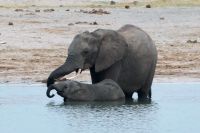 Pirschfahrt am Nachmittag im Hwange NP - Mama Elefant mit Babyfant