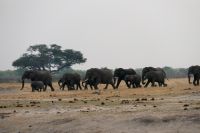 Pirschfahrt am Nachmittag im Hwange NP - nächste Herde hat Durst