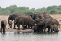 Pirschfahrt am Nachmittag im Hwange NP -  noch reicht der Platz am Wasser