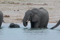 Pirschfahrt am Nachmittag im Hwange NP - Babyfant im  kühlen Nass