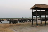 Pirschfahrt am Nachmittag im Hwange NP - Elefantenmarsch hautnah