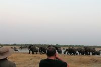 Pirschfahrt am Nachmittag im Hwange NP - Elefantenmarsch hautnah